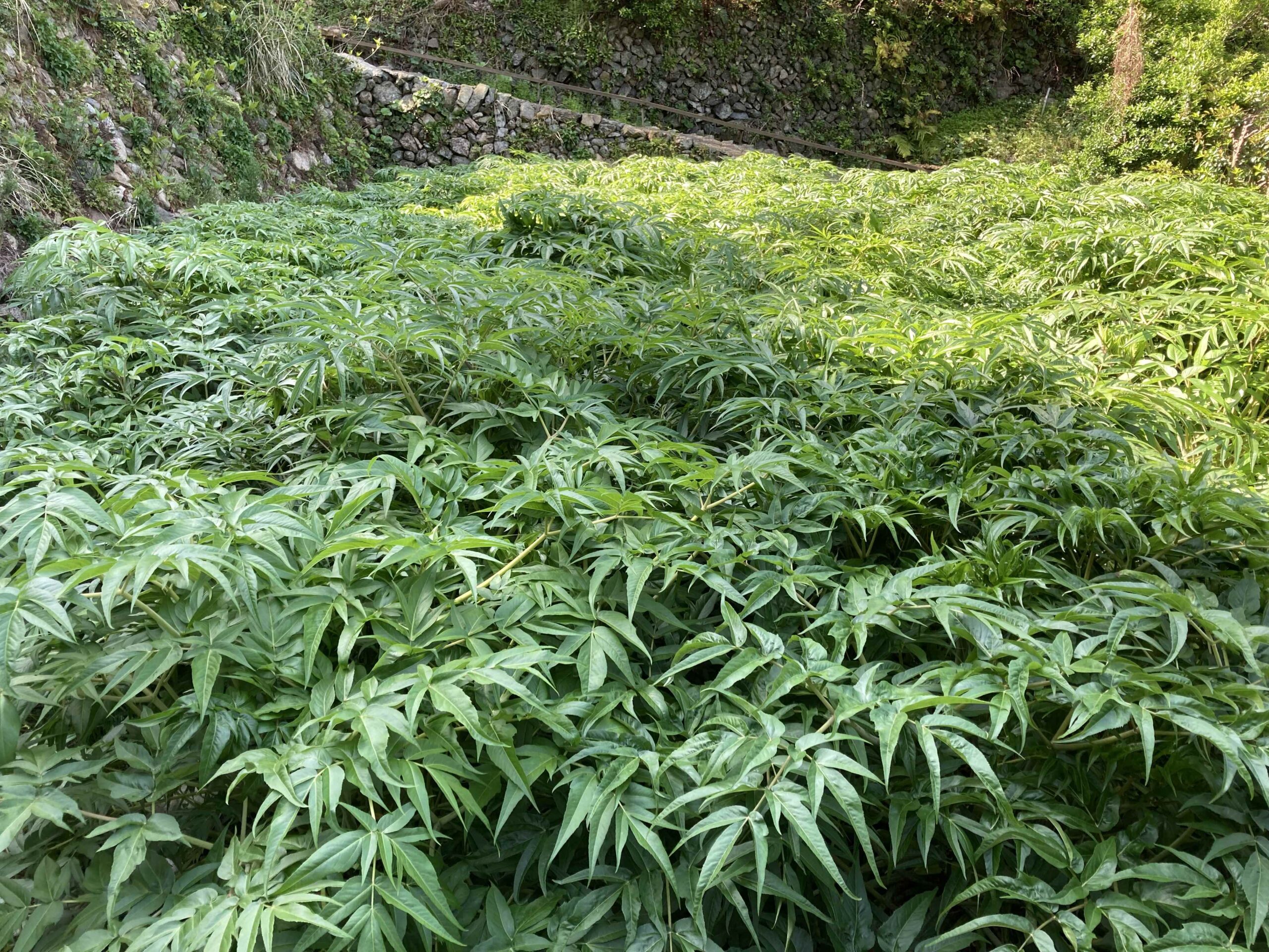 愛媛・西予市 当帰の圃場